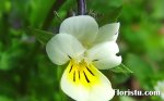   Viola arvensis 