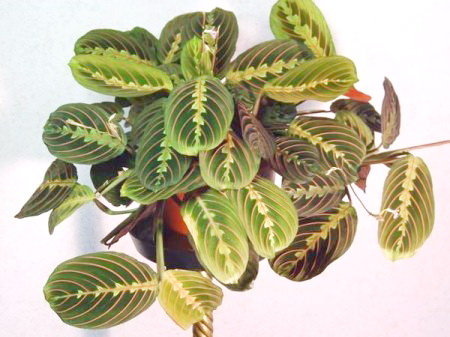маранта трехцветная молитвенное растение - фото